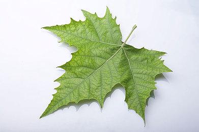 疯狂老年GTA《模拟老大爷》更新 免费加入PVP模式